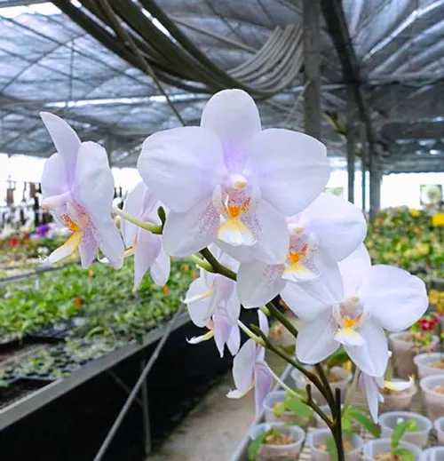 Phalaenopsis Lyndon Crystal Schilleriana (Chingruey's Crystal x schilleriana)