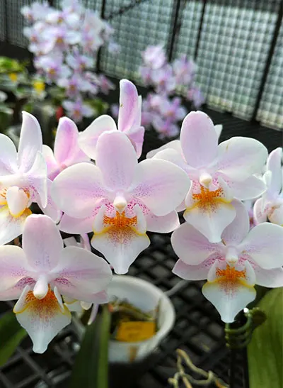 Phalaenopsis Lyndon Bright Sun