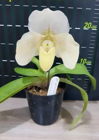 Paphiopedilum bellatulum x Sorcerer's Stone