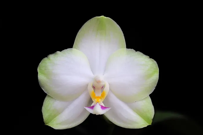 Phalaenopsis Mituo Diamond Canary 'Green Circle'