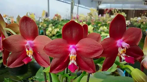 Phalaenopsis LD's Bear King 'RK-6'
