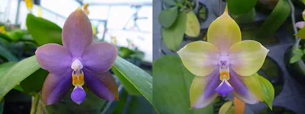 Phalaenopsis LD Purple Bear x Mituo Prince
