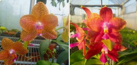 Phalaenopsis Mituo King 'Spider Web' x Black Eagle 'DT'