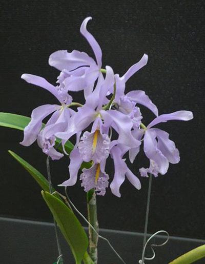 Cattleya maxima coerulea 'Dark' x self