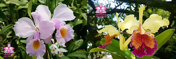 Cattleya Eva's Fabula Rosada (schroederae x dowiana aurea)