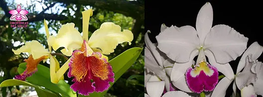 Cattleya Massiliensis semialba (dowiana aurea x trianae semialba)