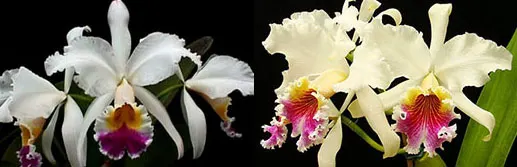 Cattleya The Pearl semi-alba (gaskelliana semi-alba x rex) x self