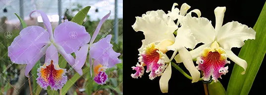 Cattleya Faerie Queene (mossiae x rex)