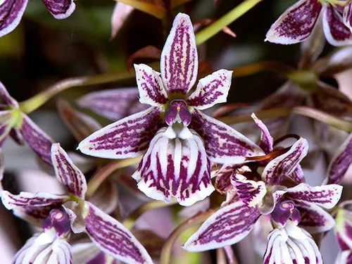 Epidendrum marmoratum