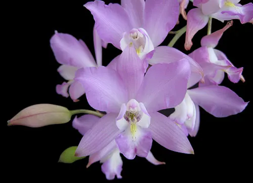 Laelia eyermaniana
