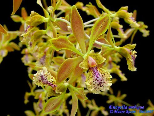 Encyclia ambigua