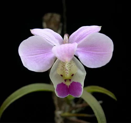 Barkeria uniflora