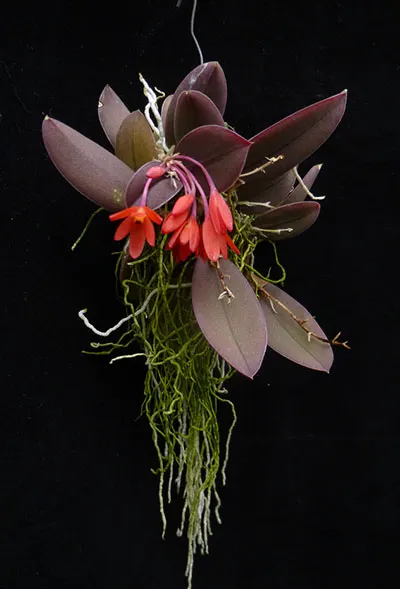 Alamania punicea