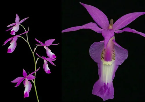 Barkeria vanneriana