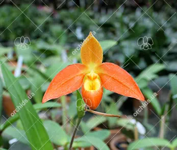 Phragmipedium Don Wimber (besseae x Eric Young)