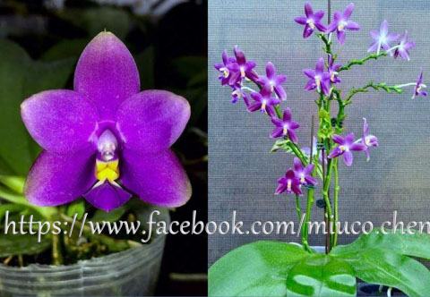 Phalaenopsis (Yaphon The Hulk x violacea indigo) x YangYang Blueberry