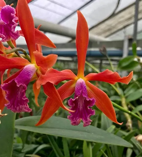 Laelia Zip (tenebrosa x milleri)