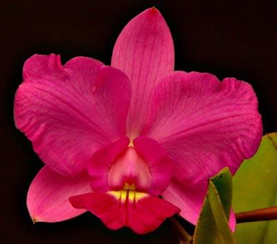 Cattleya walkeriana (Pink Smiles x Filha de Carla)