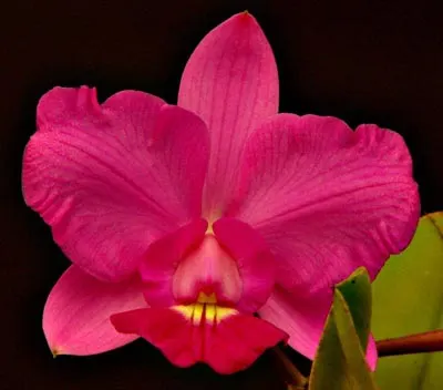 Cattleya walkeriana (Pink Smiles x Filha de Carla)
