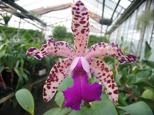 Brassolaeliocattleya Durigan x Cattleya Little Leopard