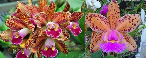 Brassolaeliocattleya Waianae Leopard x Cattleya Corcovado