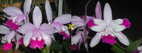Cattleya intermedia 'Redonda' x intermedia pelorica 'Maravilha'