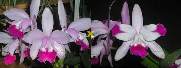 Cattleya intermedia 'Redonda' x intermedia pelorica 'Maravilha'