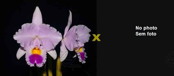 Cattleya trianae 'Waldemar Silva' x trianae lab escuro-integro 'Monte Verde'