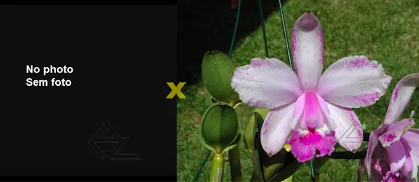 Cattleya intermedia orlata 'Pedra Azul' x intermedia 'Quantum'