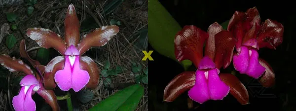 Cattleya bicolor tipo (do pinheiral) x bicolor 'Nilton'