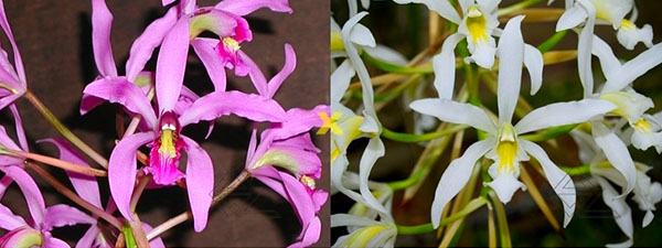 Schomburgkia superbiens tipo x superbiens alba
