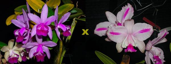 Cattleya intermedia orlata '061-Quadrado' x intermedia flamea 'Sander'