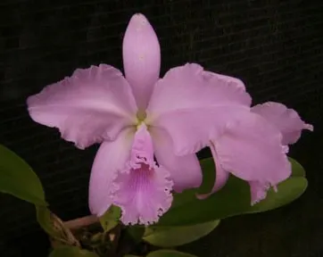 Cattleya warneri concolor 'Castro' x SELF