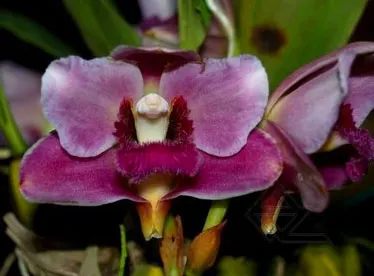 Bifrenaria tyrianthina (dark 'AWZ' x flamea 'SC')