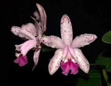 Cattleya intermedia vinho punctatissima x SELF