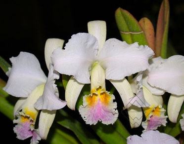 Cattleya mossiae amesiana 'Parodi' x SELF