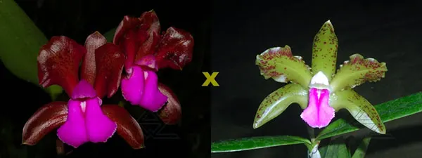 Cattleya bicolor tipo 'Nilton' x bicolor (punctata 1 x punctata 2)