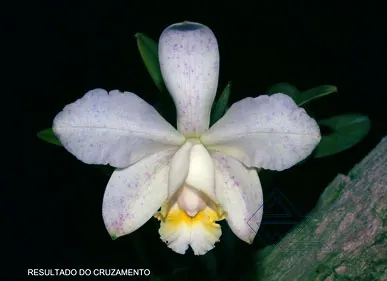 Cattleya loddigesii punctata coerulea x SELF