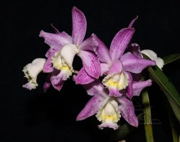 Cattleya loddigesii striata 'Bastiao' x loddigesii punctata escura 'Guaxupe'