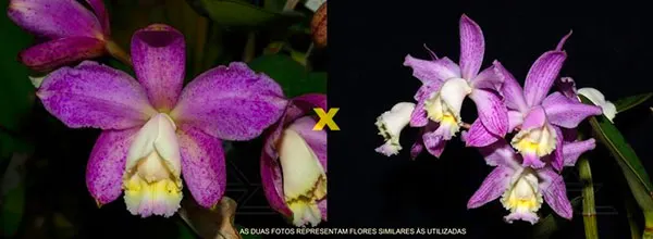 Cattleya loddigesii punctata 'AWZ' x loddigesii striata (venosa)
