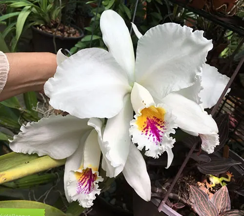 Cattleya mossiae semi alba 'Julieta x SELF