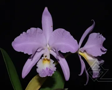 Cattleya warneri venosa suave 'Vento Sul' x SELF