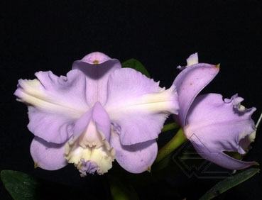 Cattleya loddigesii pelorica x SELF