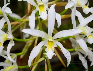 Schomburgkia superbiens alba x SELF