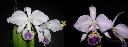 Cattleya warneri caerulea 'DAR' xx x warneri caerulea 'Raasch'