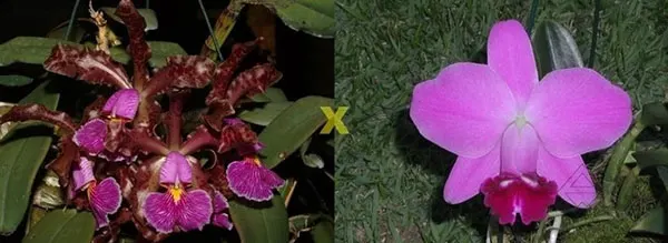 Cattleya schilleriana 'Shimoda' x Laelia pumila boa f (Z-1028)
