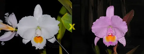 Cattleya trianae concolor 'Z-153- Nr 1' x trianae concolor 'Z-153- Nr 2'