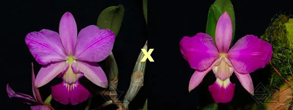 Cattleya walkeriana flamea 'Da Terezinha' x walkeriana flamea 'Athayde'