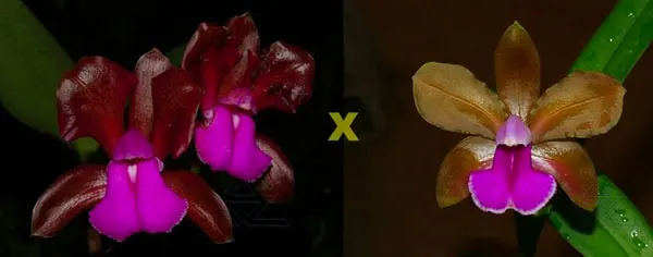 Cattleya bicolor tipo 'Nilton' x bicolor tipo 'Caliman'