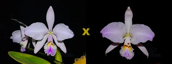 Cattleya warneri amesiana 'Mem R Kautsky' (EC) x warneri suave flamea 'ES'